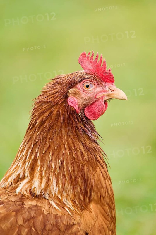 Close-up of a brown feathered chicken with a red comb and a green blurred background, Chicken (Gallus domesticus), Austria