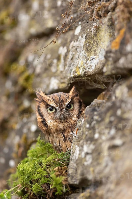 Tropical Screech Owl (Megascops choliba) captive, peering out of a crevice in the rock, Germany