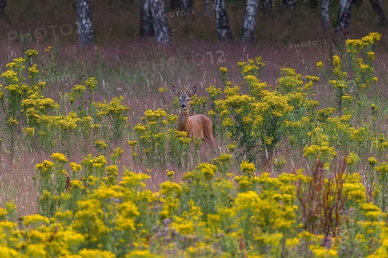The roebuck (Capreolus capreolus) appears daily in the late afternoon or early evening on the grazing area, dangerous, flower meadow, summer coat, July, Germany