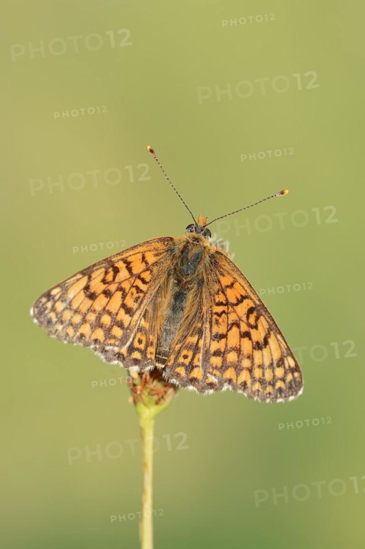 Plantain Fritillary (Melitaea cinxia), Provence, Southern France