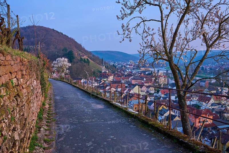 A path with blooming almond trees offers a quiet view of the city at dusk, Klingenberg am Main, Churfranken, Untermain, Main, Spessart, Bavaria, Germany