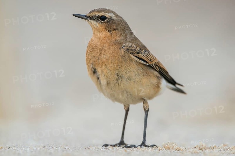 Northern Wheatear (Oenanthe oenanthe), Schleswig-Holstein, Germany