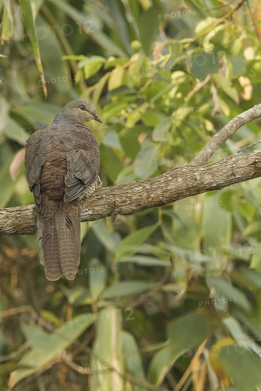 Barred Cuckoo-Dove (Macropygia unchall), Khao Yai National Park, Thailand