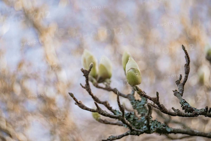 Soft focus image of magnolia buds on branches against a blurred background, capturing the early signs of spring. The budding flowers promise a beautiful bloom