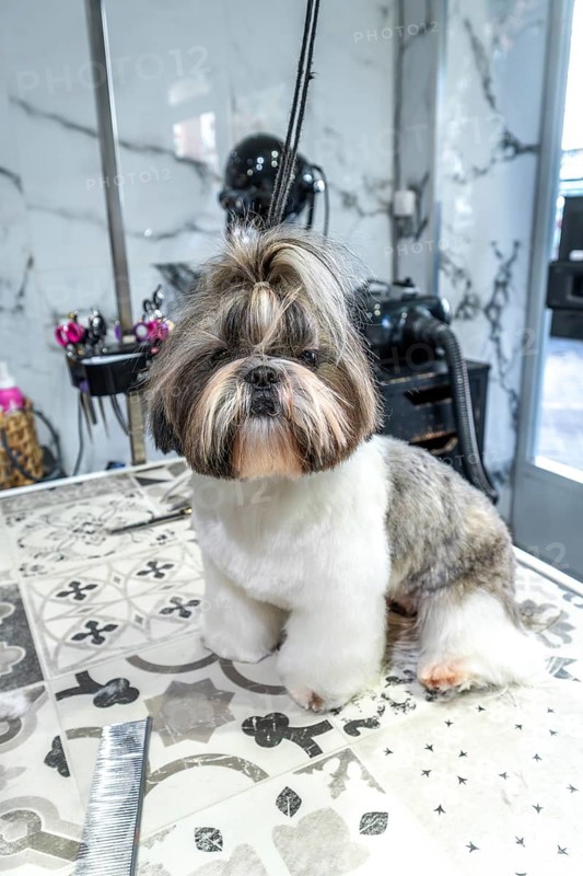 Shih tzu dog stands on a grooming table after receiving a fresh haircut and styling, showcasing its well maintained fur in a clean and modern pet salon environment