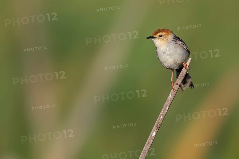 Vley's Cisticola, (Cisticola tinniens), biotope, habitat, perch, False Bay Nature Reserve Stran, Cape Town, Western Cape, South Africa