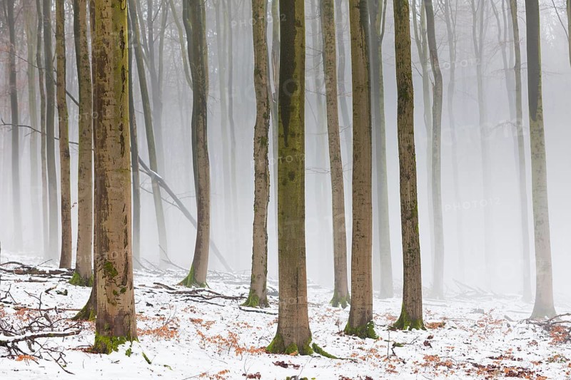 Beech woodland (Fagus sylvatica), stems of trees in winter, covered in snow and enveloped in fog