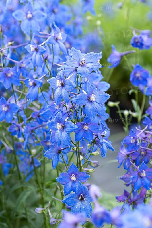 Delphinium (Delphinium 'Piccolo'),  Germany