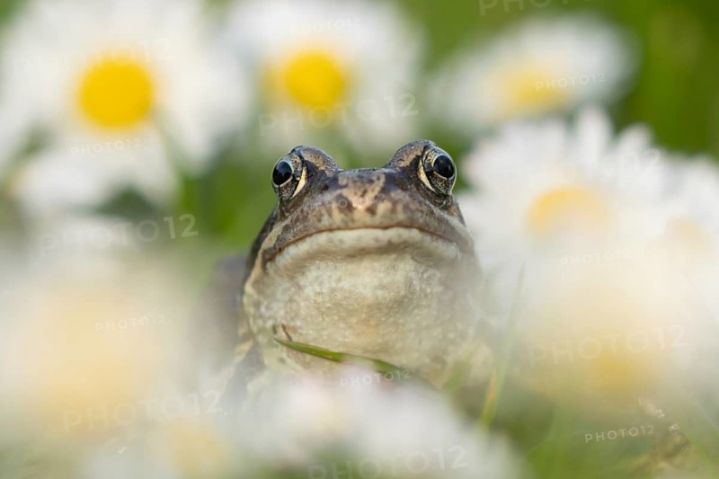 Common frog (Rana temporaria) adult amphibian on a garden grass lawn with daisy flowers in spring, Suffolk, England, United KIngdom