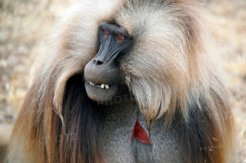 Africa, Ethiopia, Jelada, monkey, baboon, Theropithecus gelada, blood-breasted baboon, Ethiopia