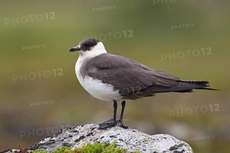 Parasitic Jaeger (Stercorarius parasiticus), Varanger, Norway