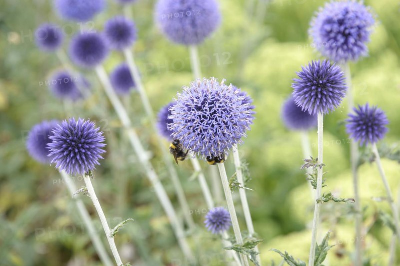 Spherical thistle (Echinops ritro 'Veitch's Blue'), Osnabrück University of Applied Sciences, Osnabrück, Lower Saxony, Germany