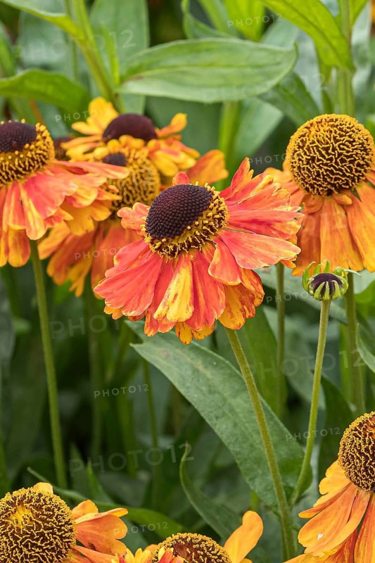 Sunflower (Helenium 'Luc'), RHS Garden Bridgewater, Great Britain