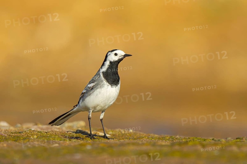 White Wagtail (Motacilla alba), North Rhine-Westphalia, Germany