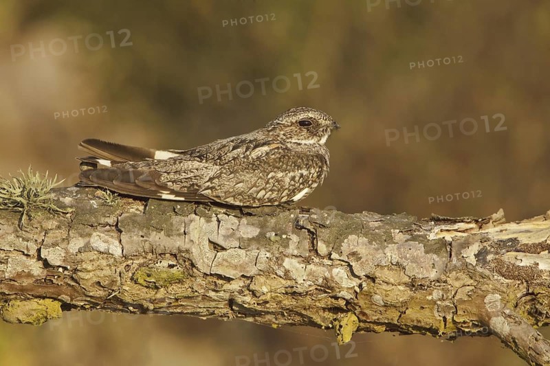 Anthony's Nightjar (Nyctidromus anthonyi), Ecuador