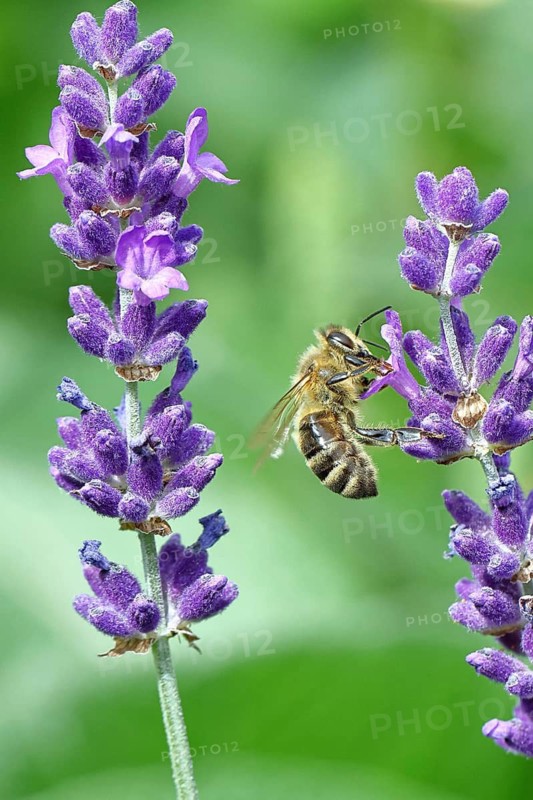 European honey bee (Apis mellifera), collecting nectar from a flower of lavender (Lavandula angustifolia), close-up, macro photograph, Wilnsdorf, North Rhine-Westphalia, Germany