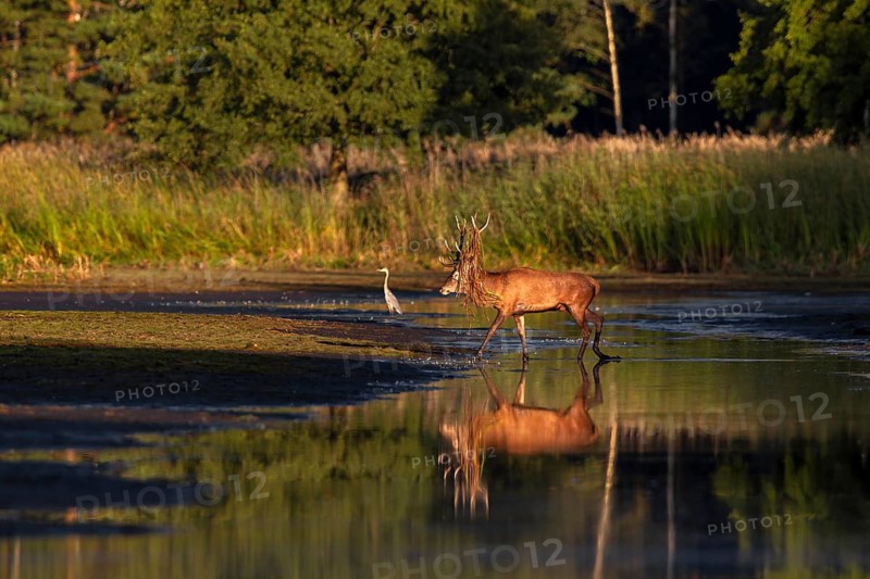 The sun is already casting long shadows as a red deer (Cervus elaphus) with reeds in its antlers crosses the drained pond, pennant, rutting season, deer rut, September, Germany