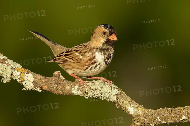 Harris's Sparrow (Zonotrichia querula) perched on lichen branch, Texas, USA