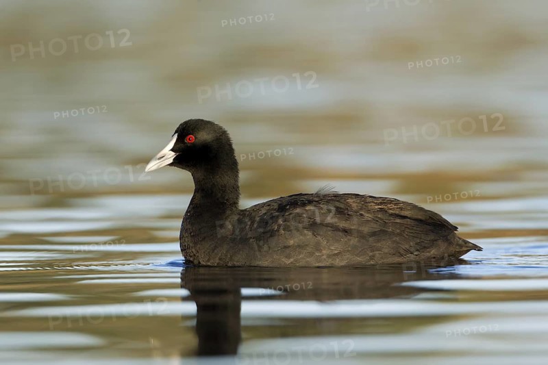 Eurasian Coot (Fulica atra), Victoria, Australia
