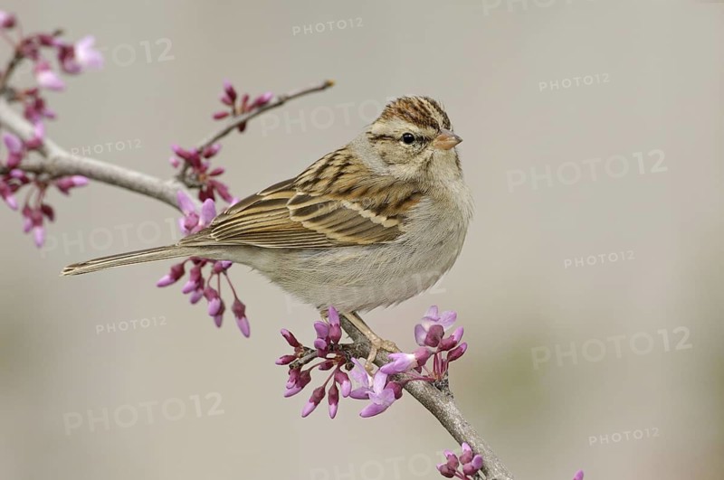 Chipping Sparrow (Spizella passerina), Texas, USA