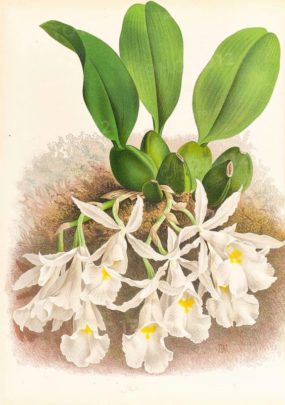Orchid, Trichopilia Suavis, authentic reproduction of an illustration by Jean Jules Linden (1817 - 1898), Luxembourgish-Belgian botanist, one of the fathers of orchid research, Historical