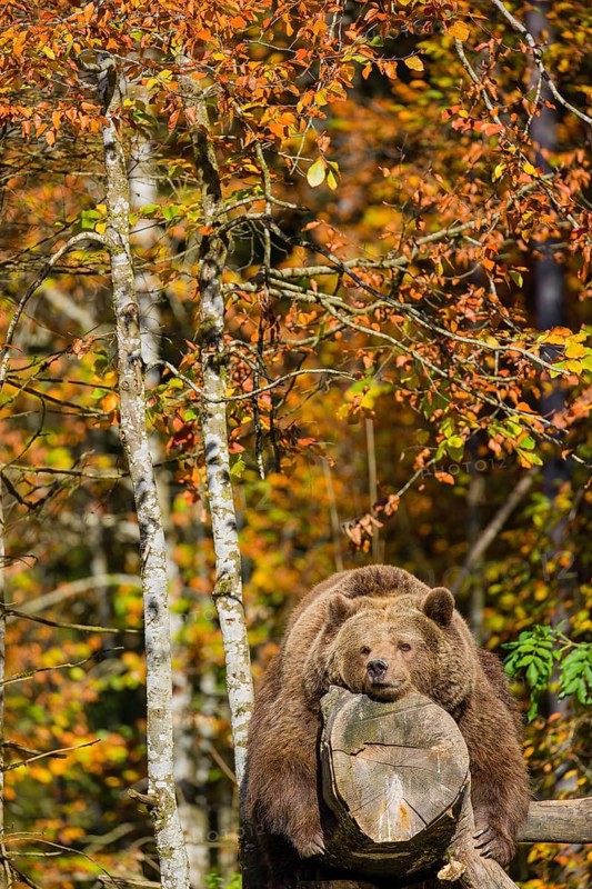 A female eurasian brown bear (Ursus arctos arctos) rests on a log lying at a forest edge in late fall on a sunny day