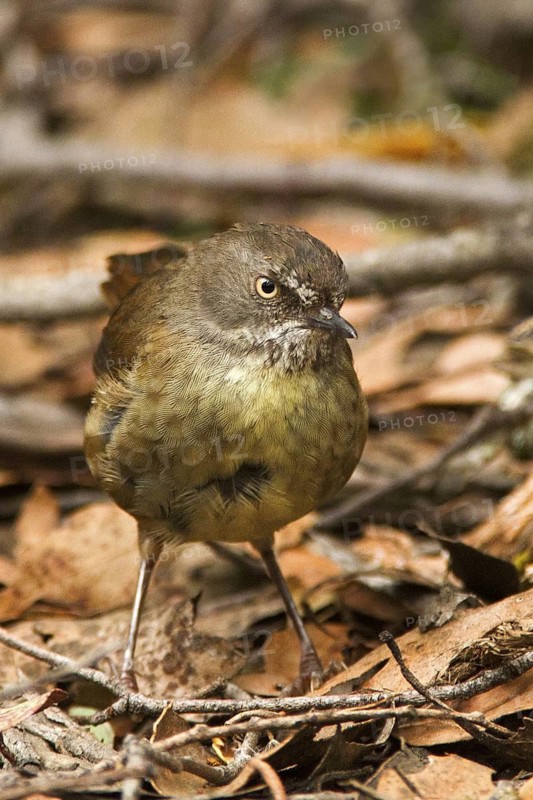 Tasmanian Scrubwren (Sericornis humilis), Tasmania, Australia