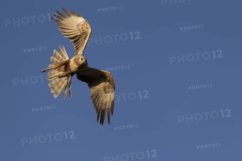 Eastern Marsh Harrier (Circus spilonotus) young female flying, Dornod-Aimag, Mongolia