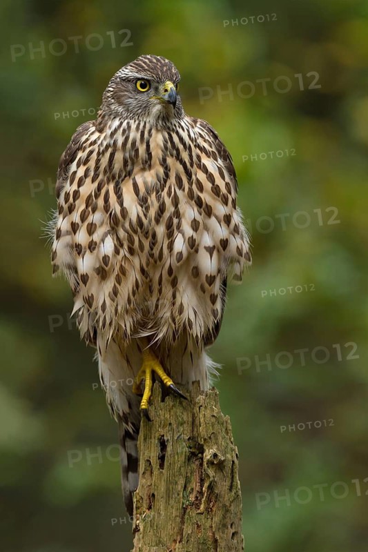 Northern Goshawk (Accipiter gentilis) juvenile, Utrecht, Netherlands