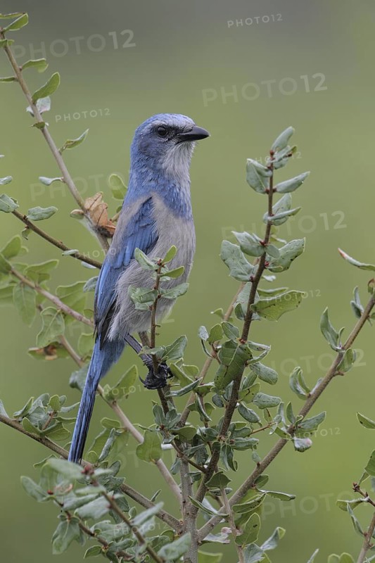 Florida Scrub Jay (Aphelocoma coerulescens), Florida, USA