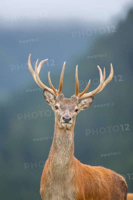Red deer (Cervus elaphus) stag, portrait, tirol, Kitzbühel, Wildpark Aurach, Austria