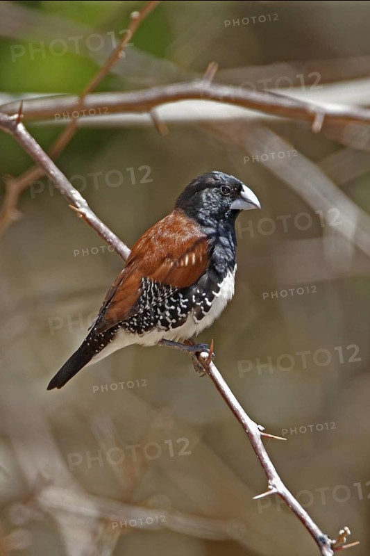 Bronze Mannikin, Lonchura cucullata, Kenya, Mombasa Coast
