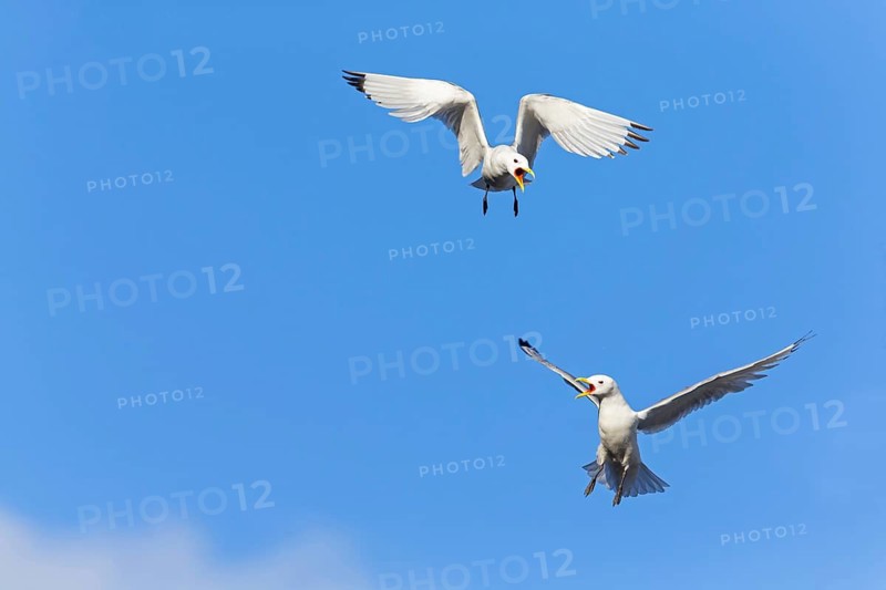 Kittiwake, (Rissa tridactyla), animals, birds, family of gulls, dispute between two gulls, Varanger, Finnmark, Norway