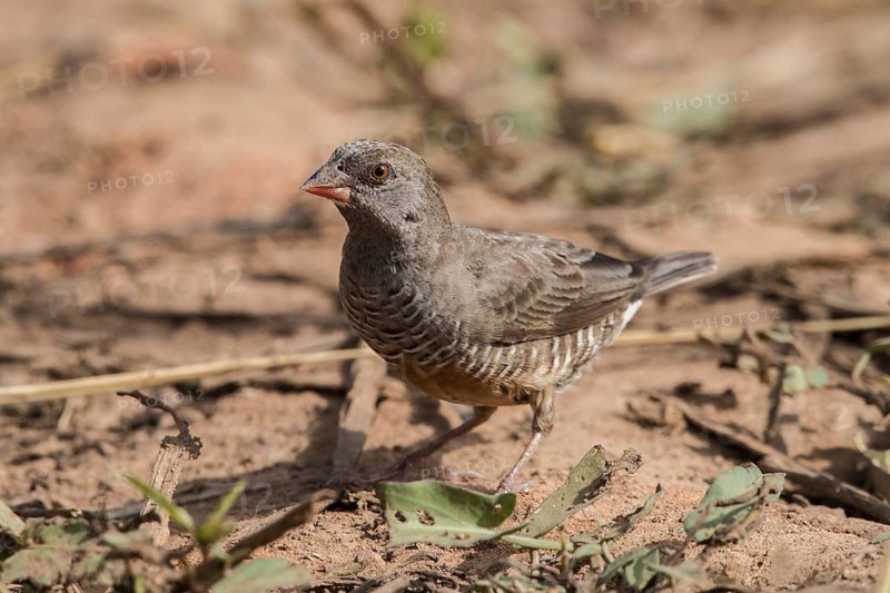 Quailfinch (Ortygospiza atricollis), Gambia
