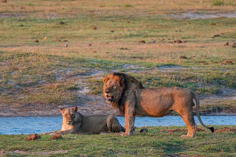 Maned lion and lioness, lion (Panthera leo), Ihaha, Chobe National Park, Botswana