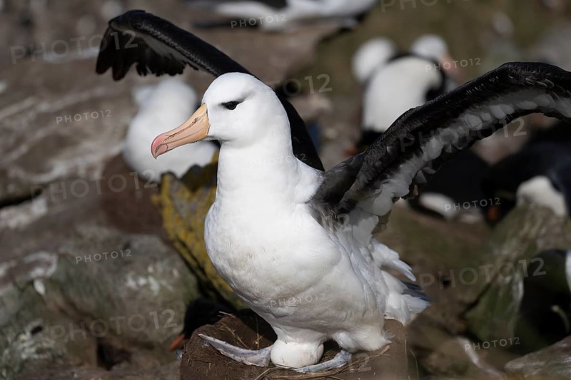 Black-browed albatross (Thalassarche melanophris), adult bird with spread wings on nest with egg, breeding colony, Saunders Island, Falkland Islands