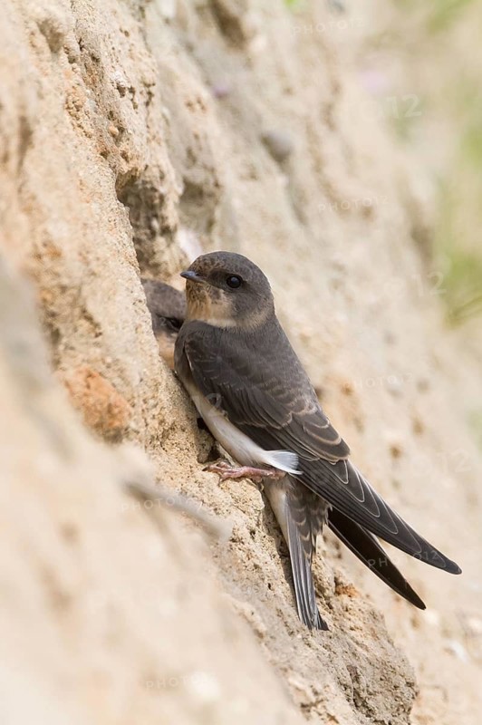 Common Sand Martin - Uferschwalbe - Riparia riparia ssp. riparia, Germany, juvenile
