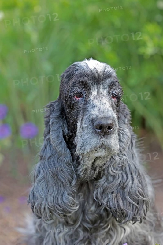 Cocker Spaniel, Family dog, Various colours