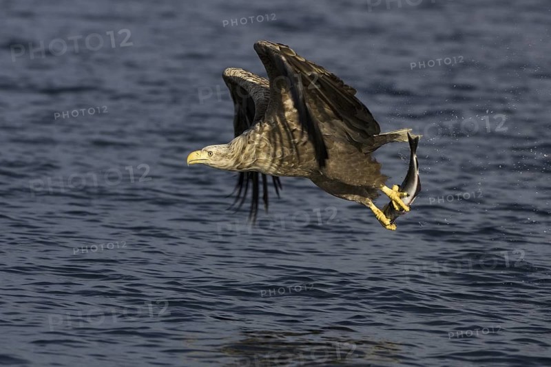White-tailed Eagle (Haliaeetus albicilla) flying, Flatanger, Norway