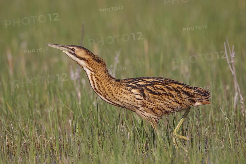 Eurasian Bittern (Botaurus stellaris) foraging, Austria