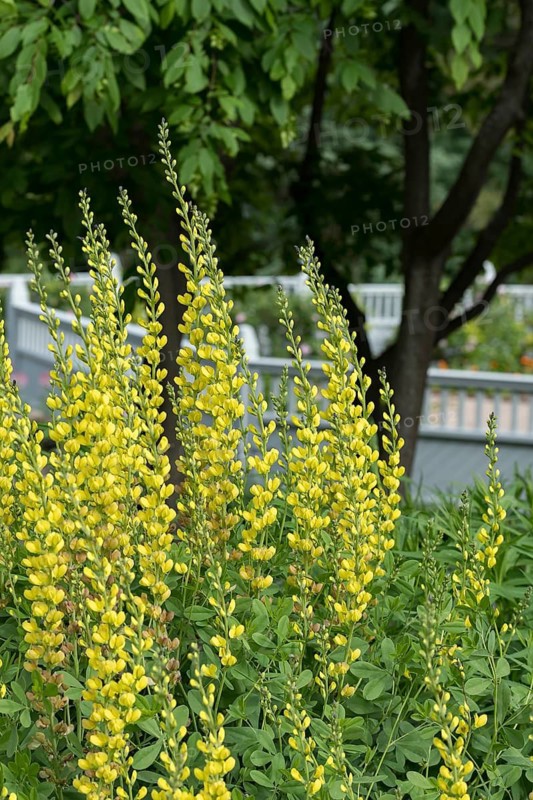 Dyer's pod (Baptisia australis 'Solar Flair' PRAIRIEBLUES), Home Depot, United States of America