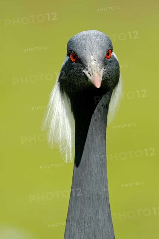Jungfernkranich (Anthropoides virgo), Portrait, captive, Zoo/Gehege, NRW, Deutschland