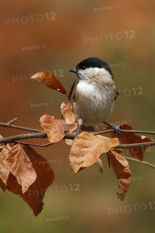 Marsh Tit (Poecile palustris), Utrecht, Netherlands
