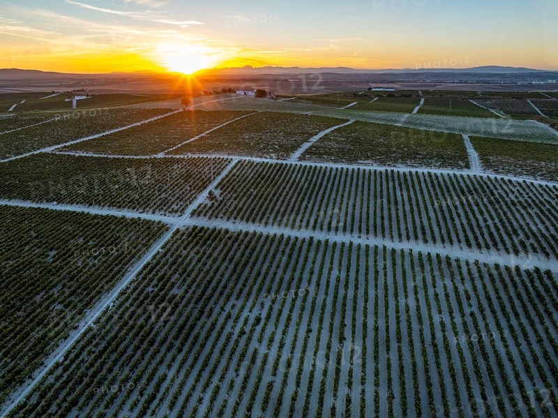 The La Canariera vineyard of the Bodega González Byass near the town of Jerez de la Frontera. At sunrise. Aerial view. Drone shot. Cádiz province, Andalusia, Spain