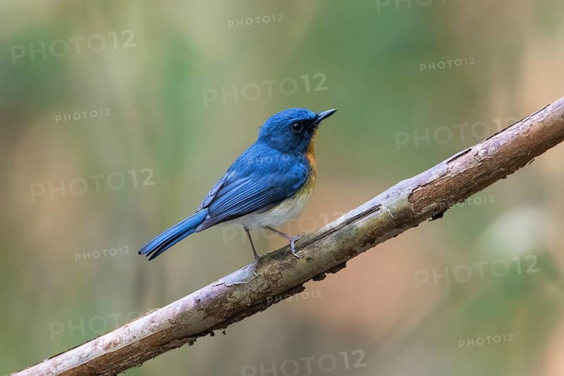 Tickell's Blue Flycatcher (Cyornis tickelliae) male perched on a branch, Cat Tien National Park, Vietnam