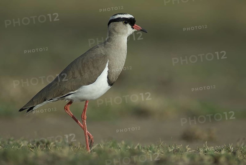 Crowned Lapwing (Vanellus coronatus), Ethiopia