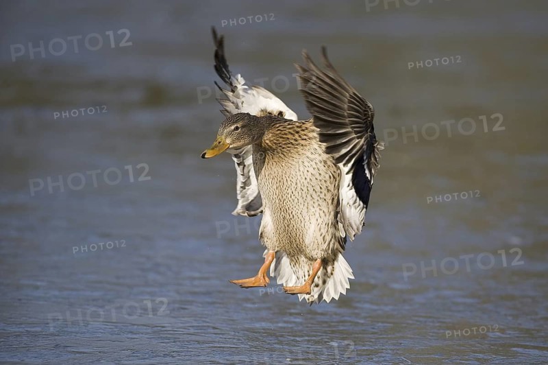Mallard (Anas platyrhynchos) female flying, Lower Saxony, Germany