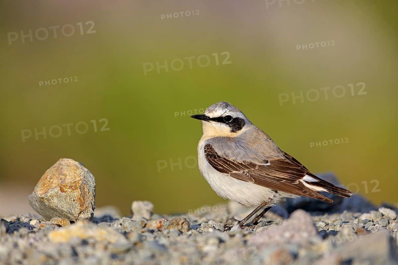 Wheatear, Oenanthe oenanthe, Lesvos, Greece