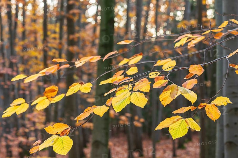The leaves of the beech (fagus) glow yellow and orange in autumn, Friedewald near Weinböhla, Saxony, Germany