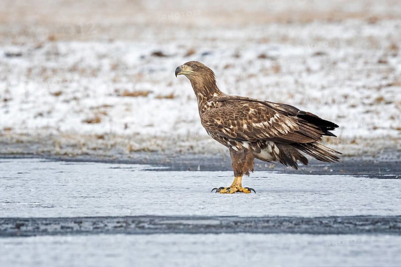 White-tailed Eagle (Haliaeetus albicilla) juvenile on ice, Poland